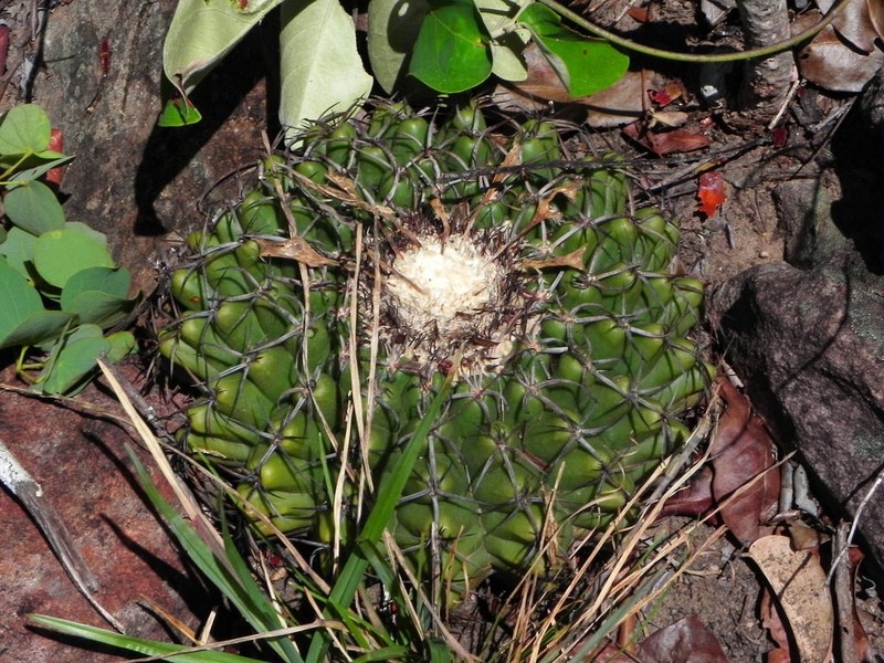 Discocactus fariae-peresii