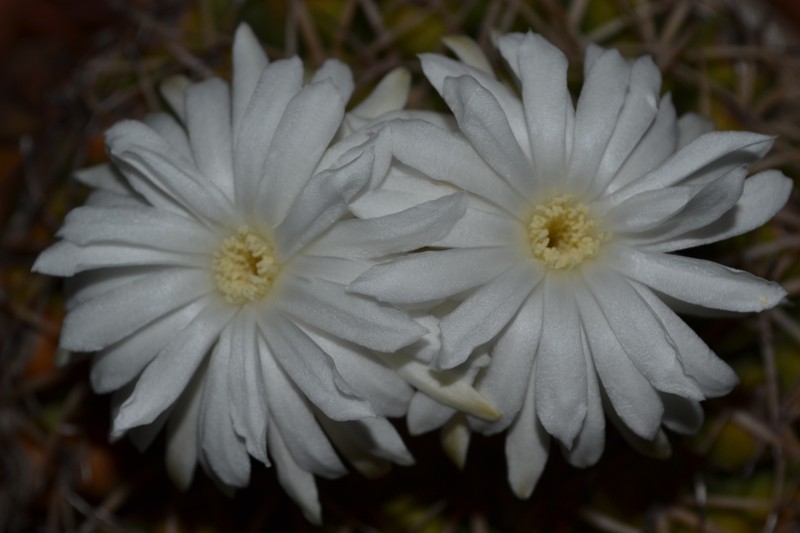 Discocactus fariae-peresii photo 2