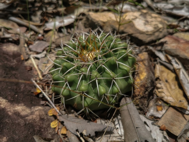 Discocactus fariae-peresii photo 3