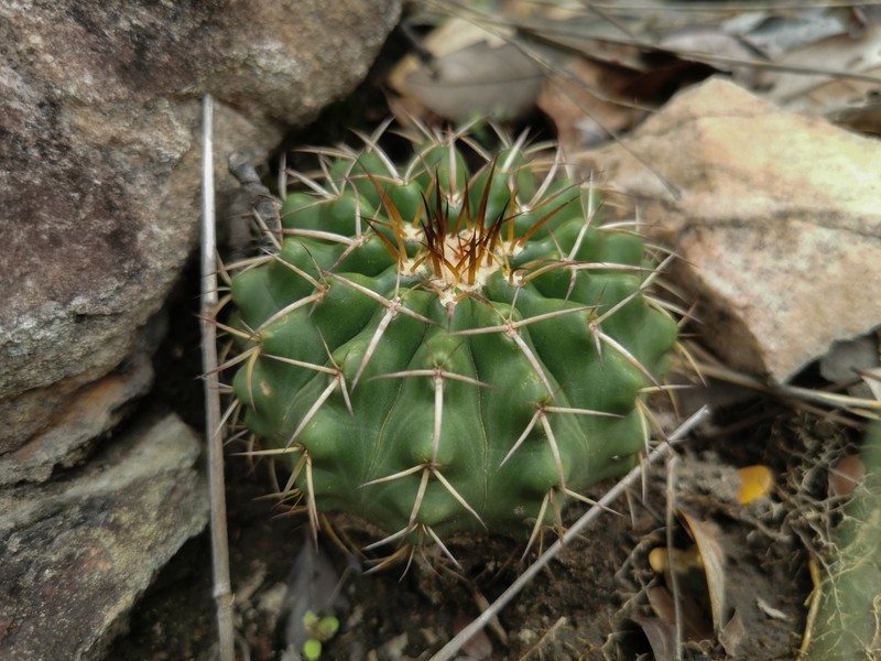 Discocactus fariae-peresii photo 4