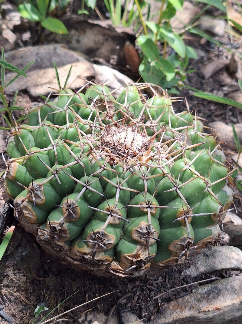 Discocactus fariae-peresii photo 5