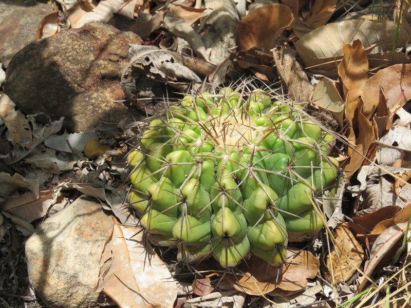 Discocactus fariae-peresii photo 6