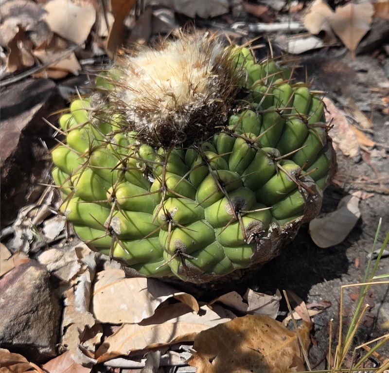 Discocactus fariae-peresii photo 7