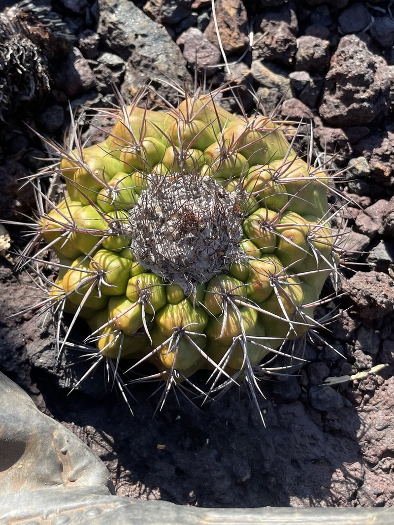 Discocactus piscibarbarus