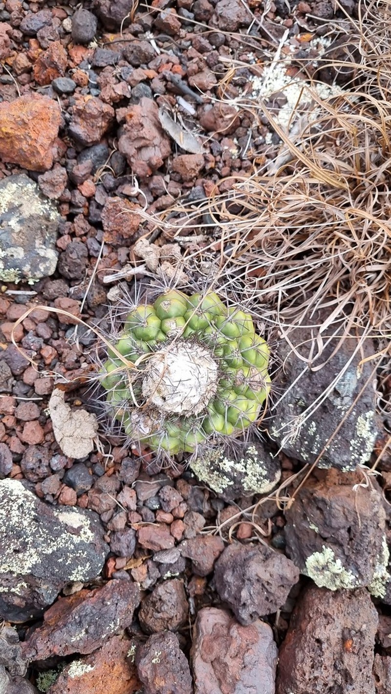 Discocactus piscibarbarus photo 2