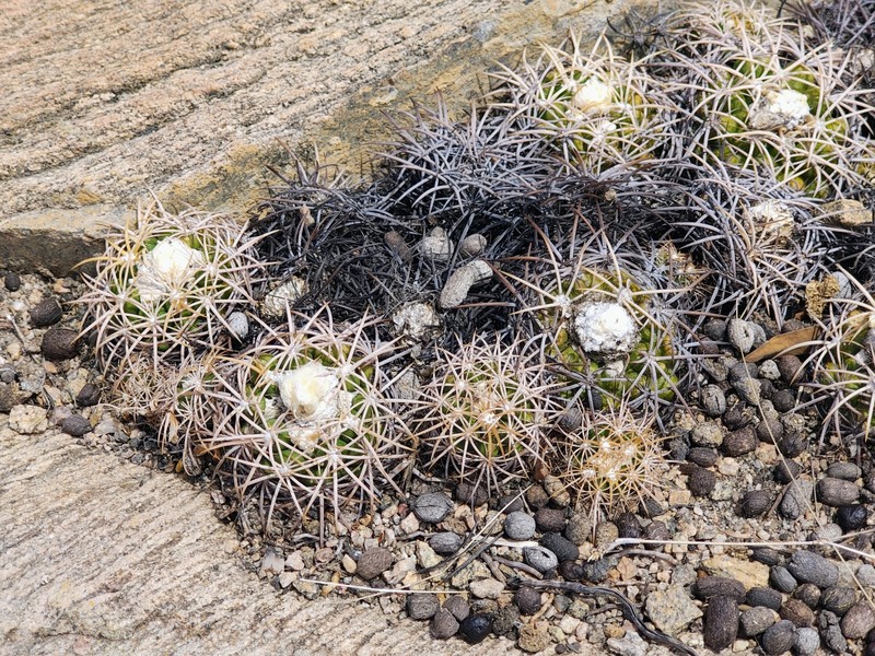 Discocactus zehntneri subsp. zehntneri