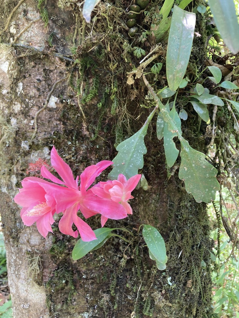 Disocactus ackermannii subsp. ackermannii
