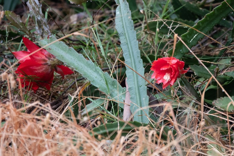 Disocactus ackermannii subsp. ackermannii photo 2