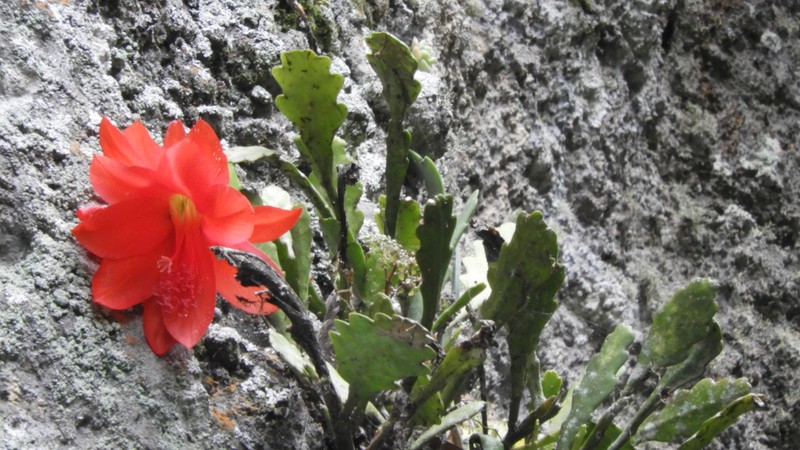 Disocactus ackermannii subsp. ackermannii photo 3