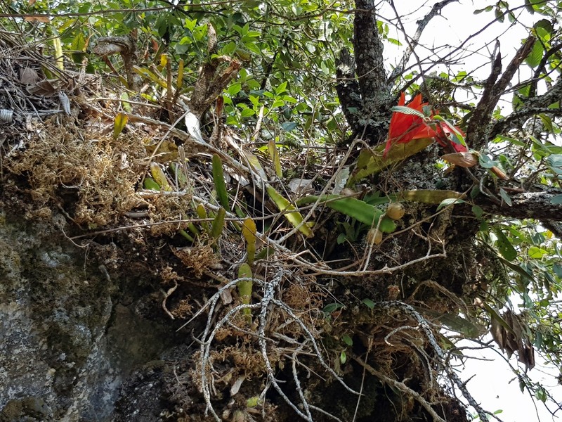 Disocactus ackermannii subsp. ackermannii photo 4