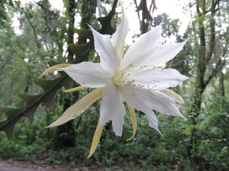 Disocactus anguliger