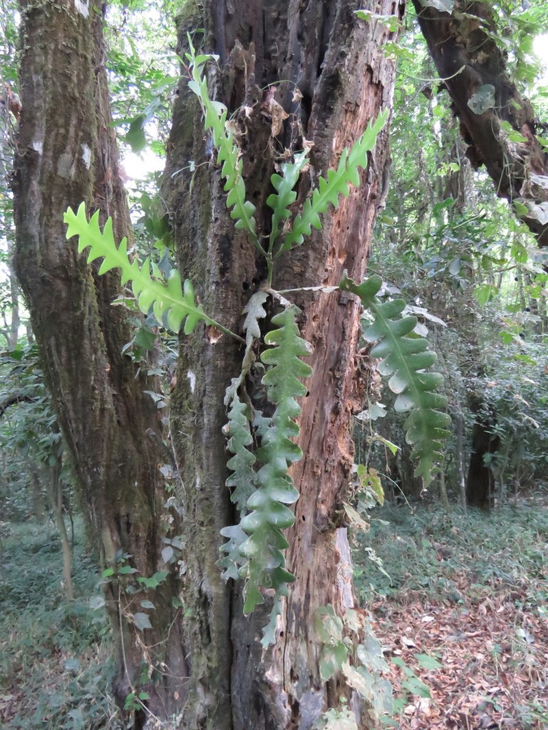Disocactus anguliger photo 2