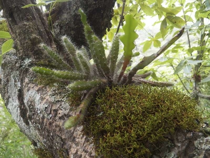 Disocactus anguliger photo 5