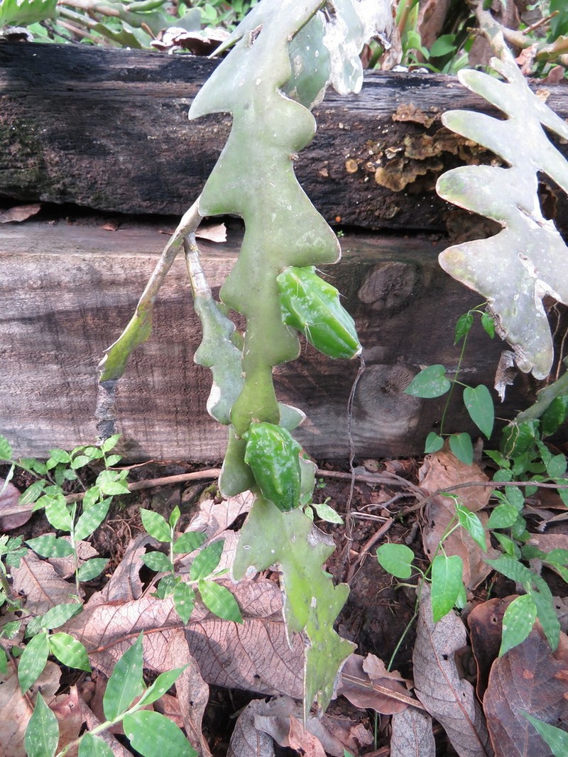 Disocactus anguliger photo 6