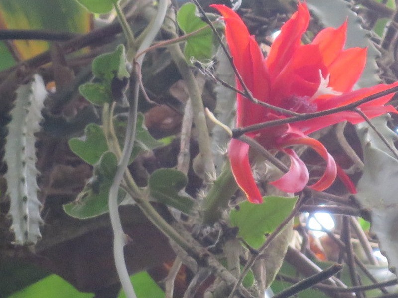Disocactus blomianus photo 2