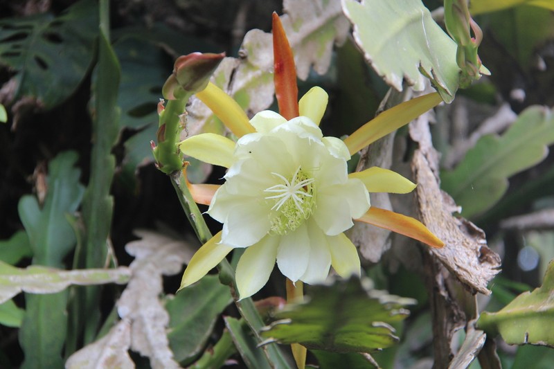 Disocactus crenatus