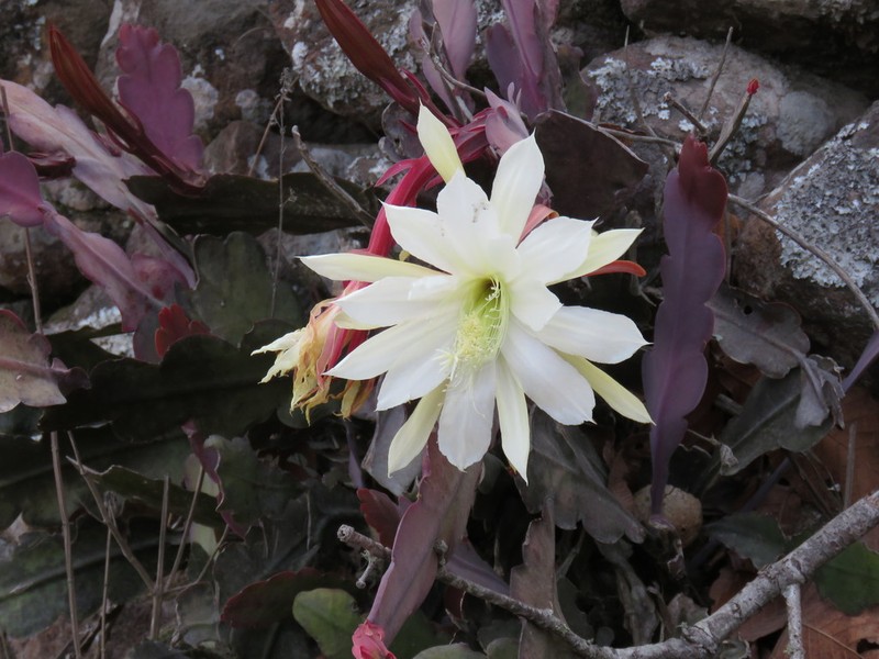 Disocactus crenatus photo 2