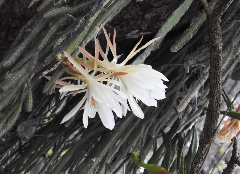 Disocactus crenatus photo 3