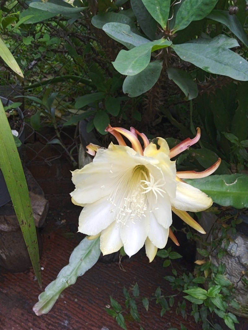 Disocactus crenatus photo 4