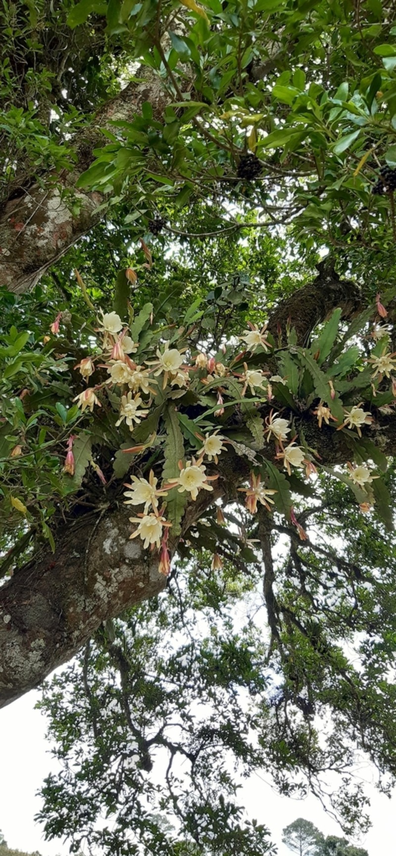 Disocactus crenatus photo 5