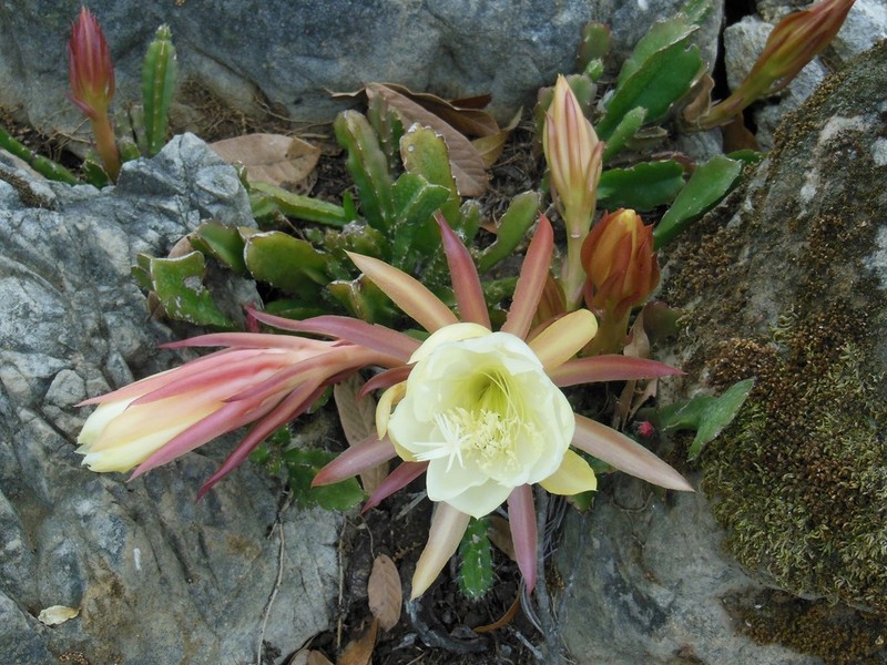 Disocactus crenatus photo 6