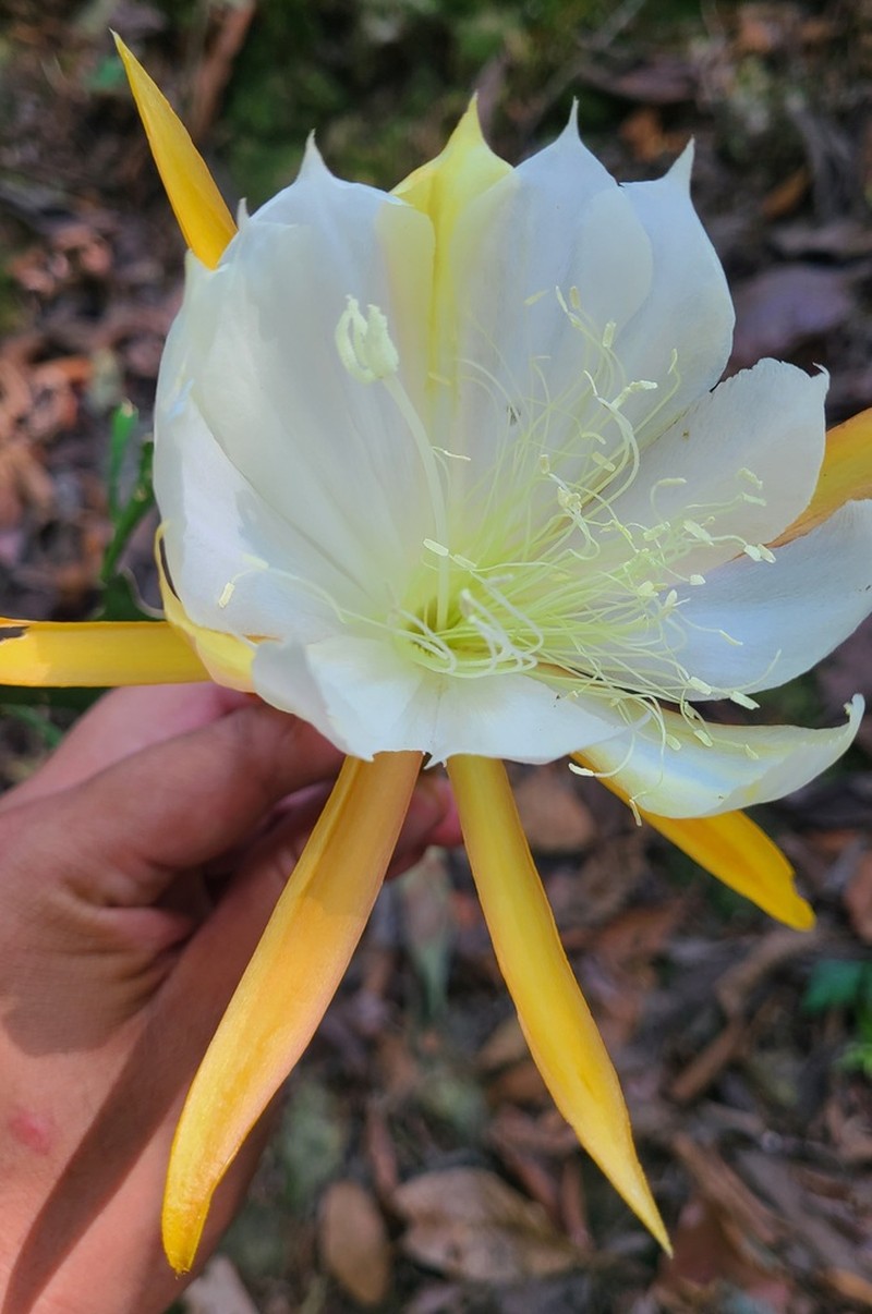 Disocactus crenatus photo 7