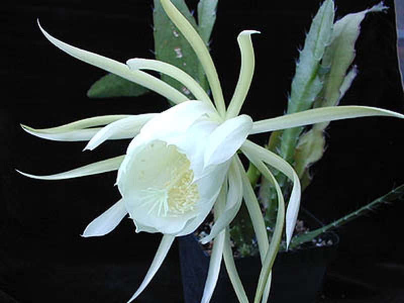 Disocactus crenatus subsp. kimnachii