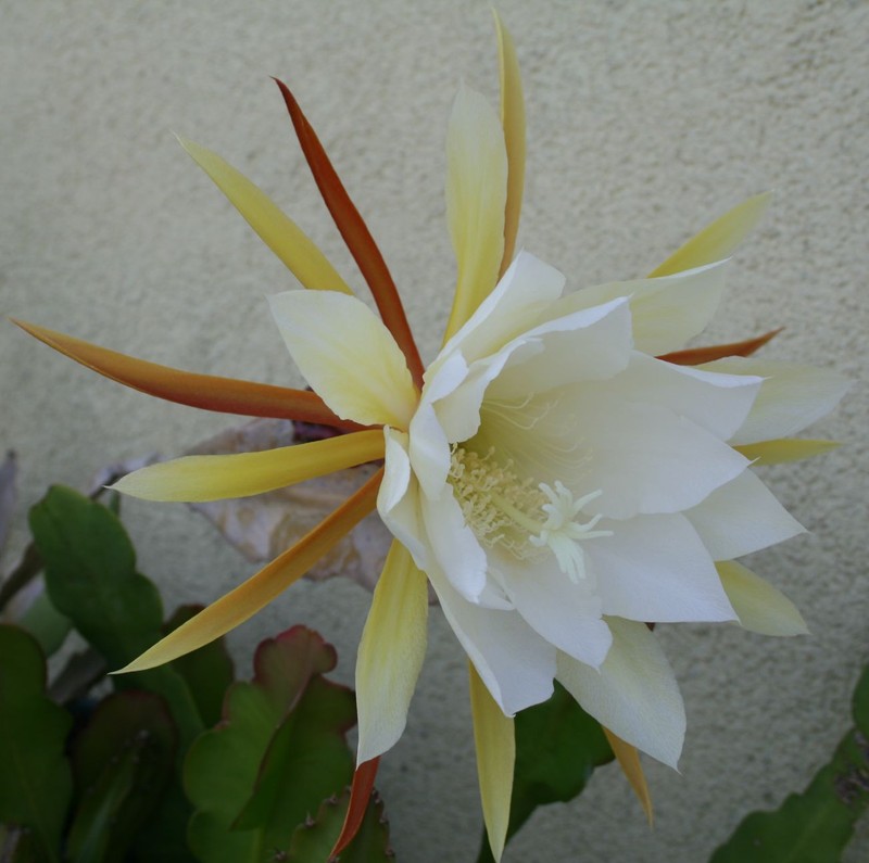 Disocactus crenatus subsp. kimnachii photo 2