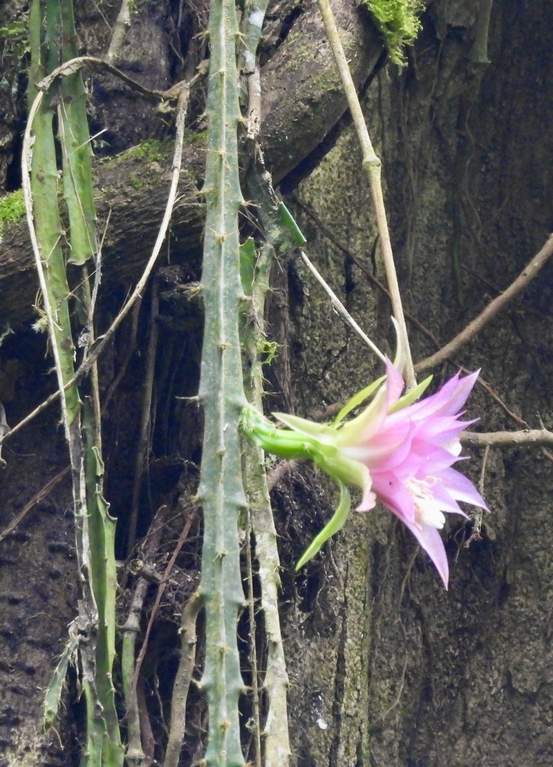 Disocactus hondurensis photo 2