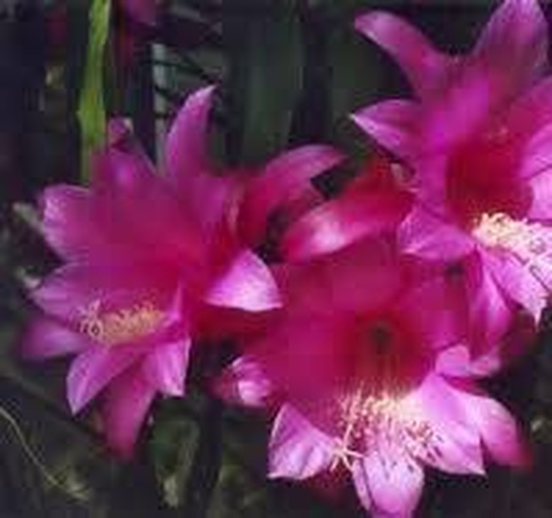 Disocactus hondurensis photo 3