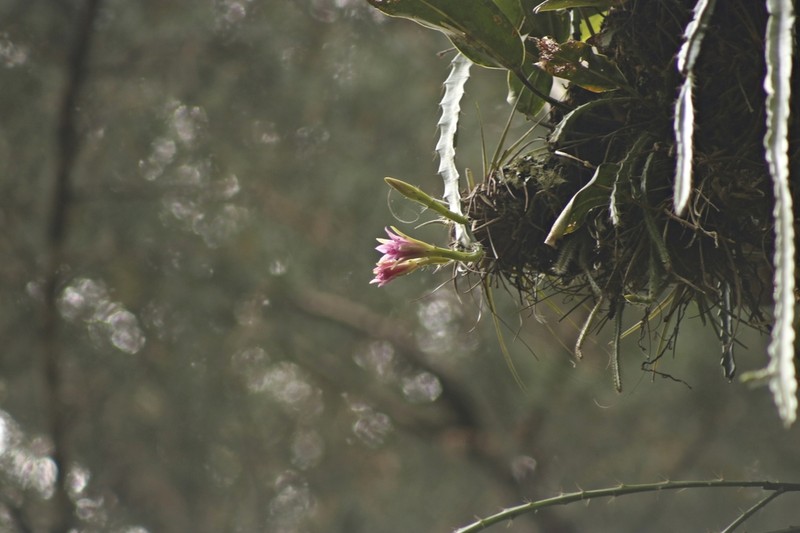 Disocactus hondurensis photo 4