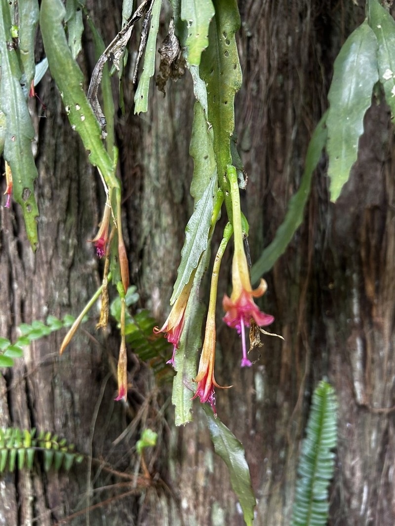 Disocactus salvadorensis photo 3