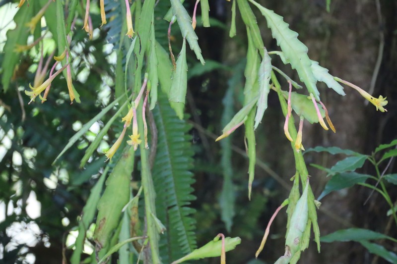 Disocactus salvadorensis photo 5