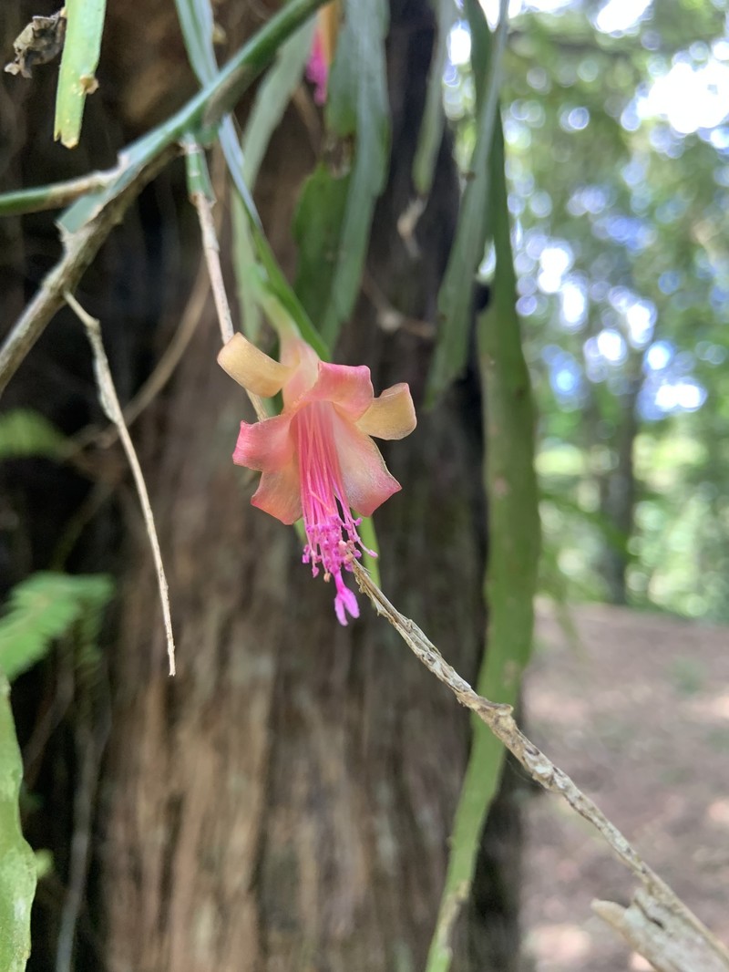 Disocactus salvadorensis photo 7