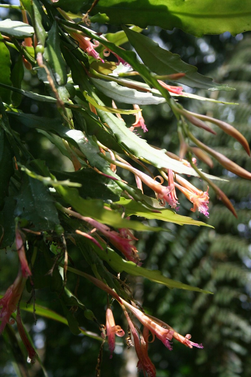 Disocactus salvadorensis photo 8