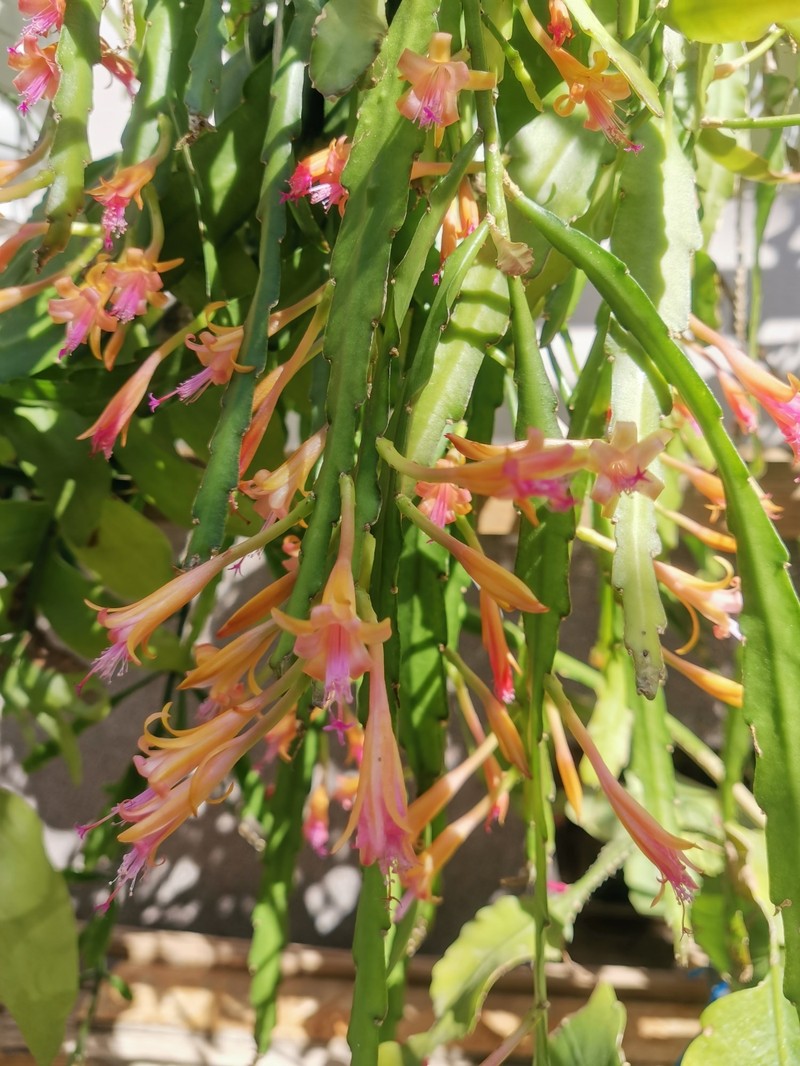 Disocactus salvadorensis