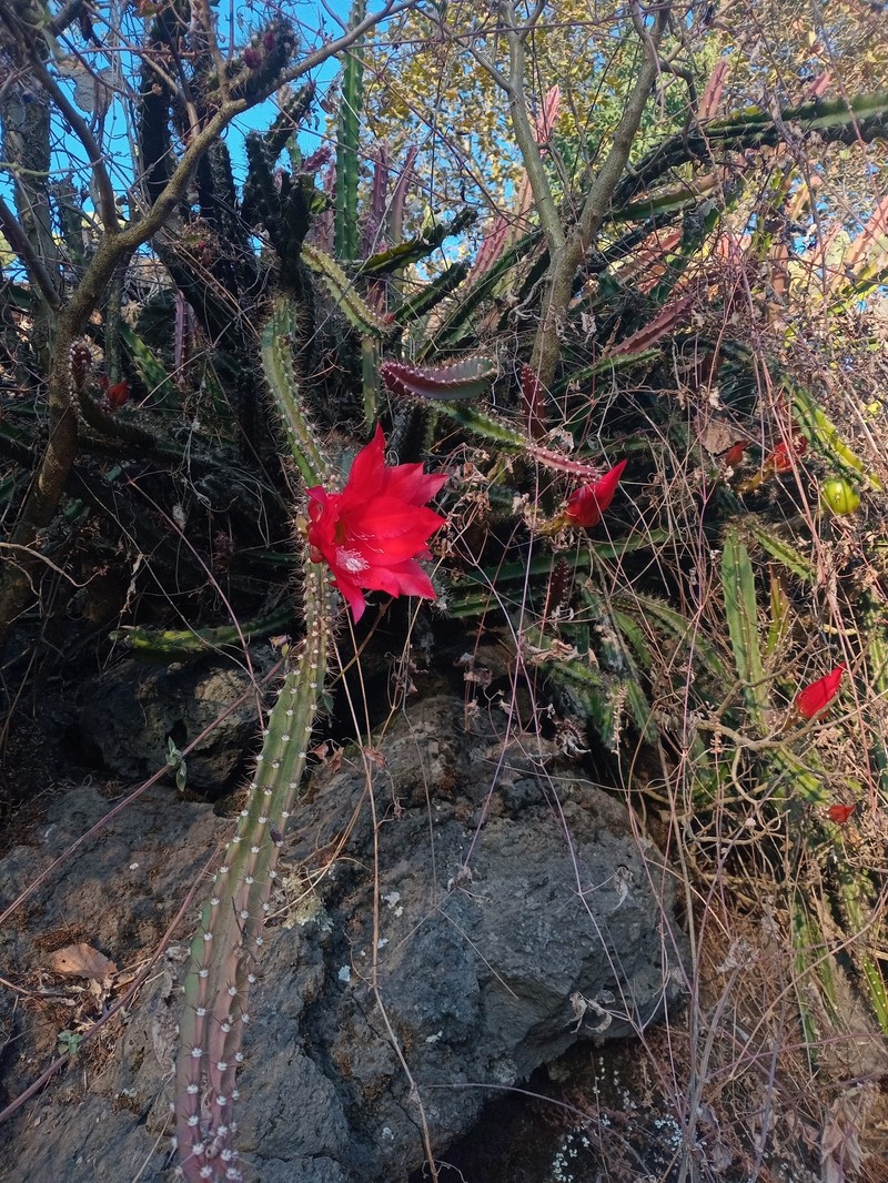Disocactus speciosus subsp. speciosus