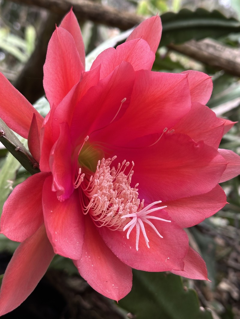 Disocactus speciosus subsp. speciosus photo 2