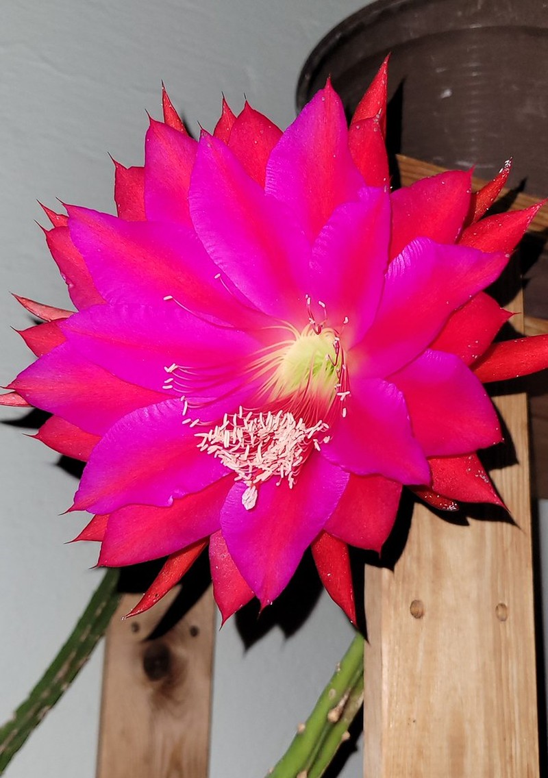 Disocactus speciosus subsp. speciosus photo 3