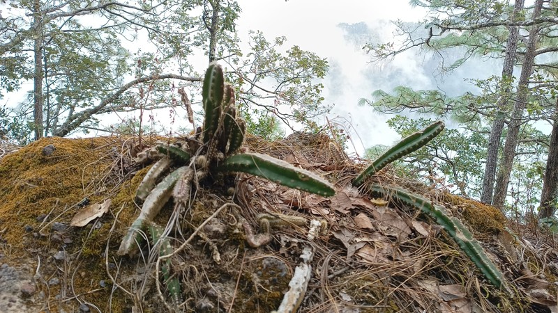 Disocactus speciosus subsp. speciosus photo 4