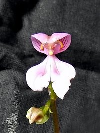 Nilgiri Disperis