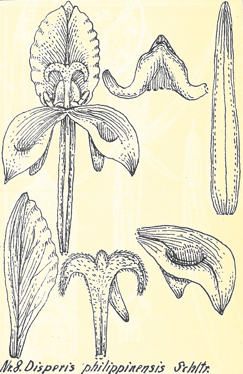 Nilgiri Disperis photo 2