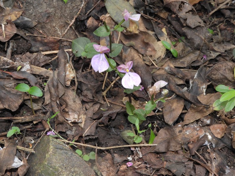 Nilgiri Disperis photo 4