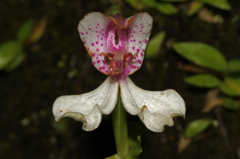 Nilgiri Disperis photo 7