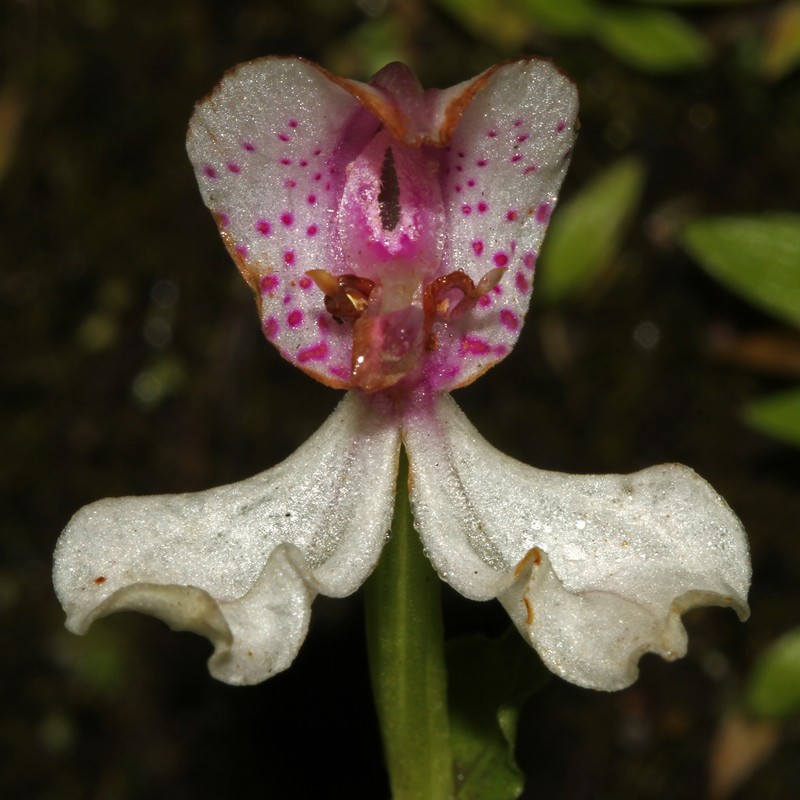 Nilgiri Disperis photo 8