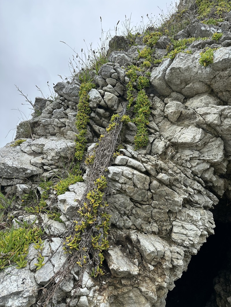 Disphyma australe subsp. australe photo 2