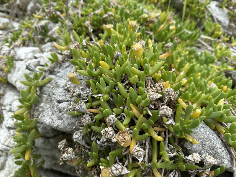 Disphyma australe subsp. australe photo 3