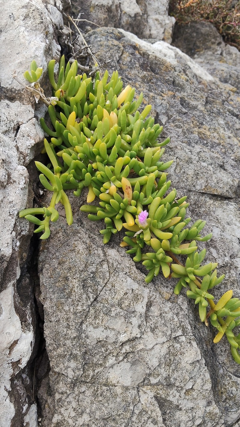 Disphyma australe subsp. australe photo 4