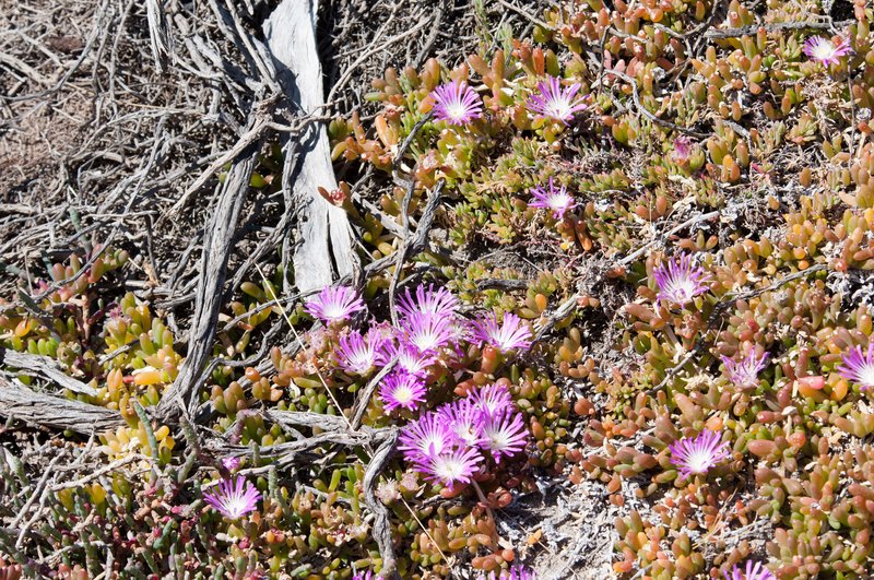 Disphyma crassifolium
