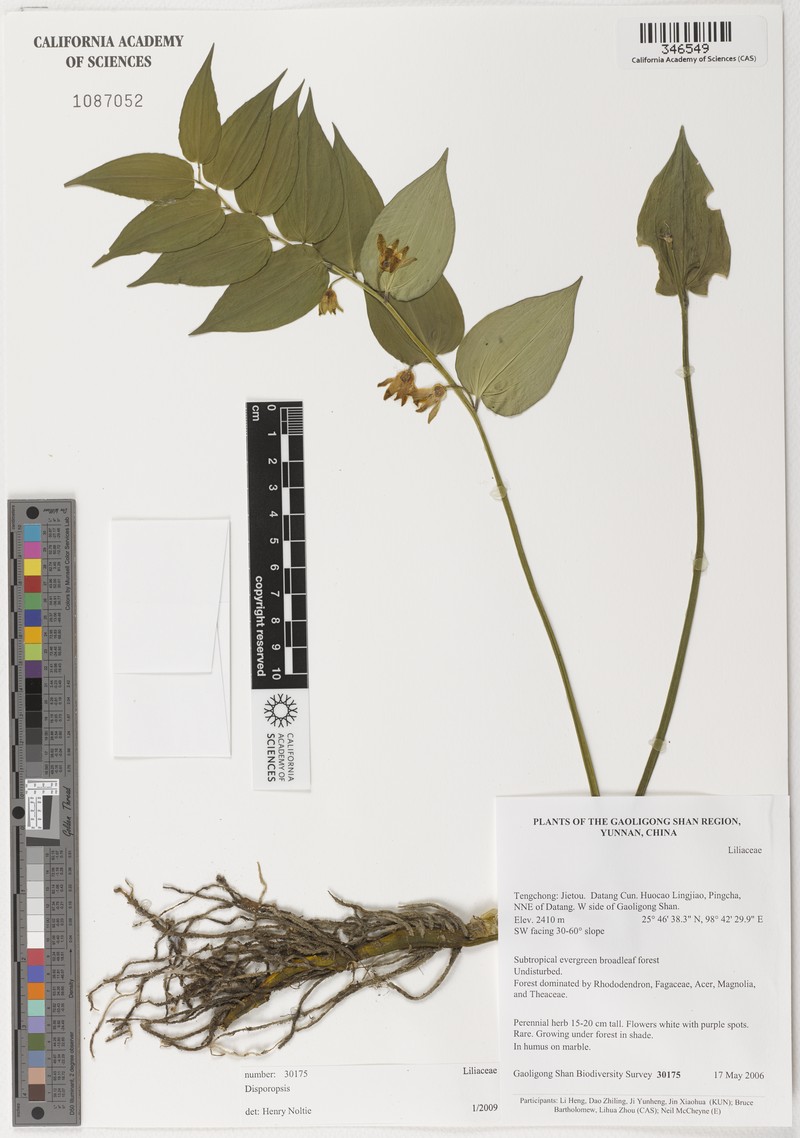 Disporopsis yui